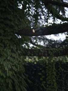 Tree spot
