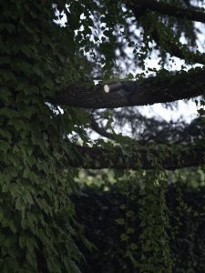 Tree spot