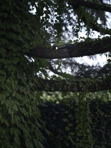 Tree spot
