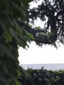 Tree spot