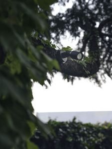 Tree spot
