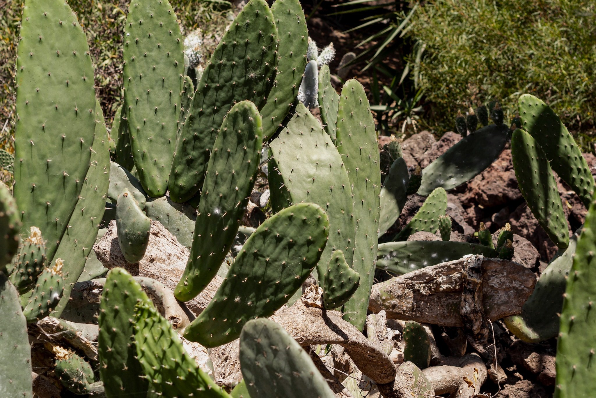 cactus