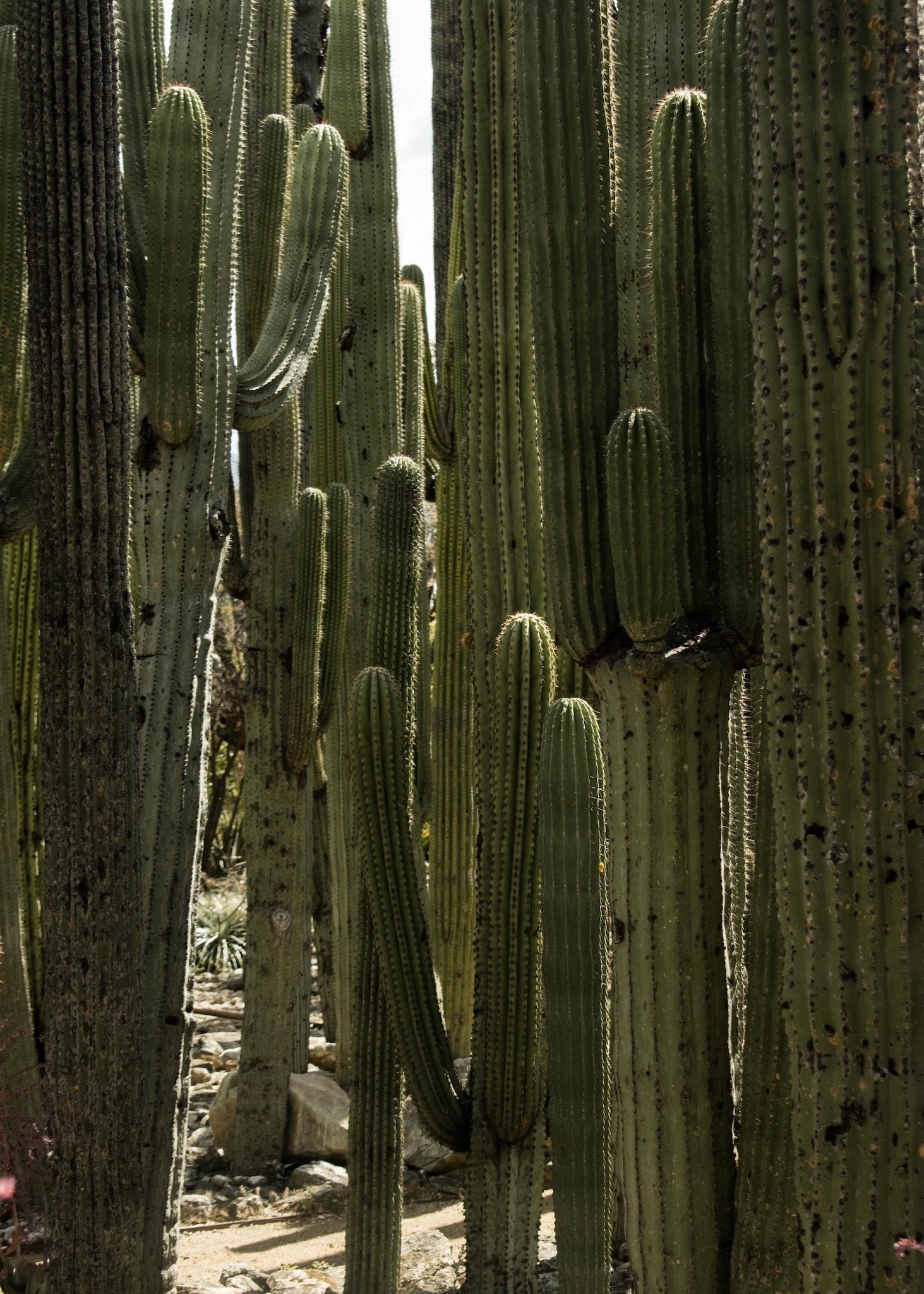 cactus